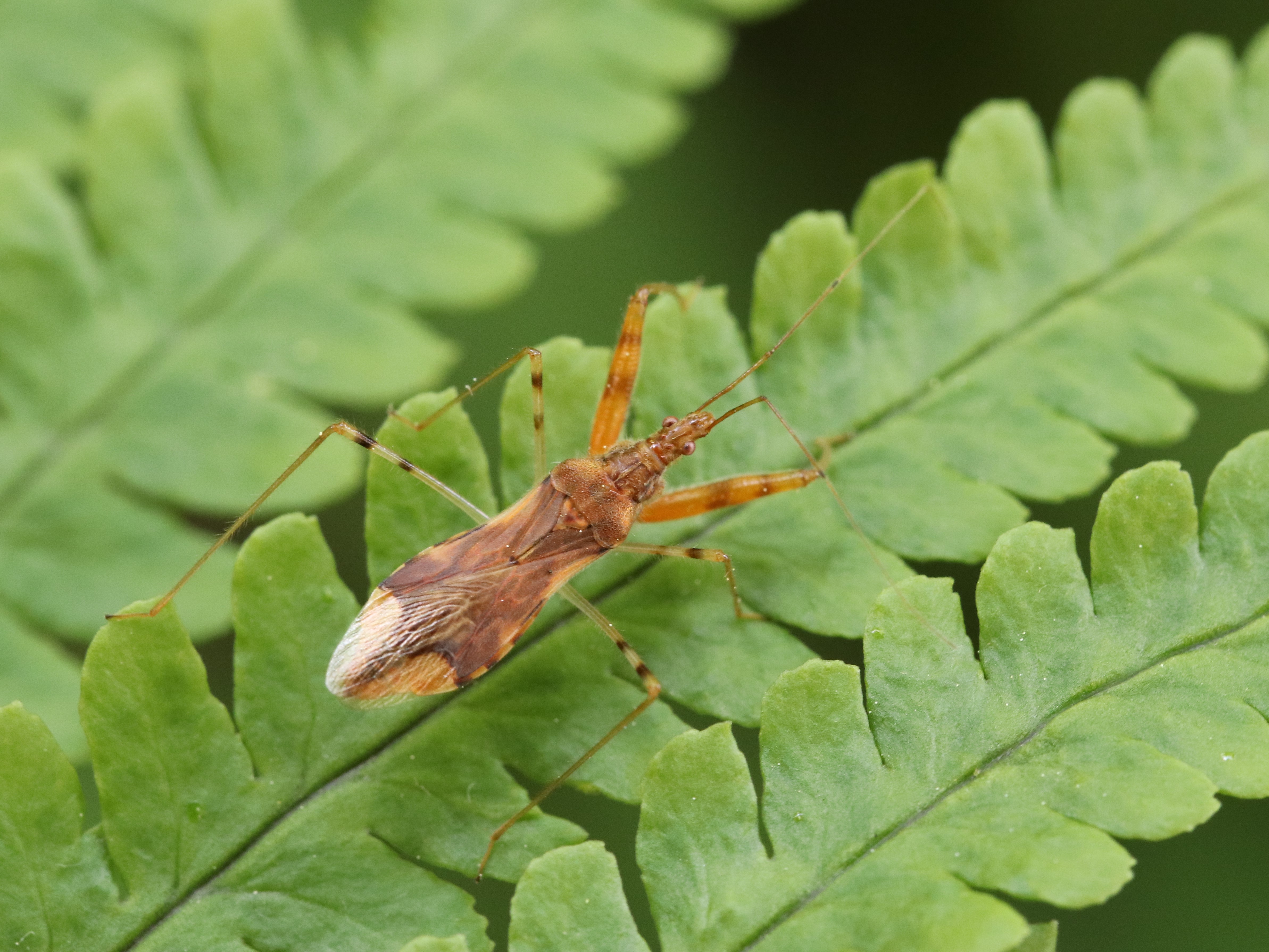 シダ上のアカマキバサシガメ